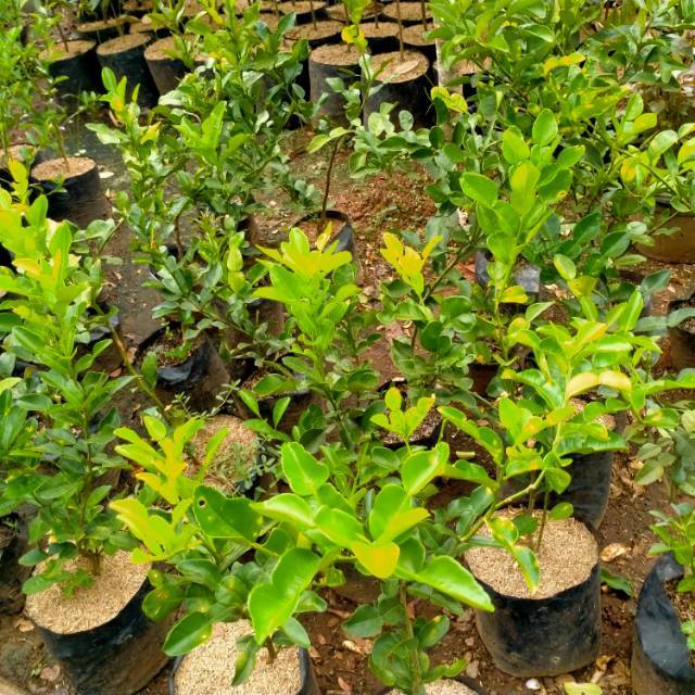 Bibit pohon jeruk purut, pohon jeruk purut