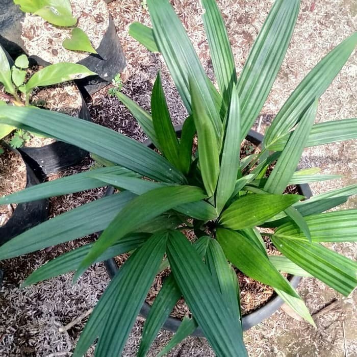 Bibit Pohon Palem Merah Rimbun