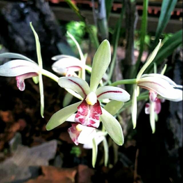 Cimbidium Lancifolium (anggrek tanah wangi)