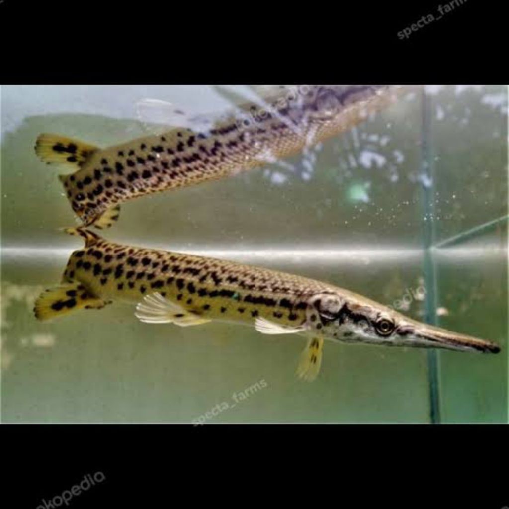 Kebutuhan Hiasan Spatula Aligator Uk 9-10cm