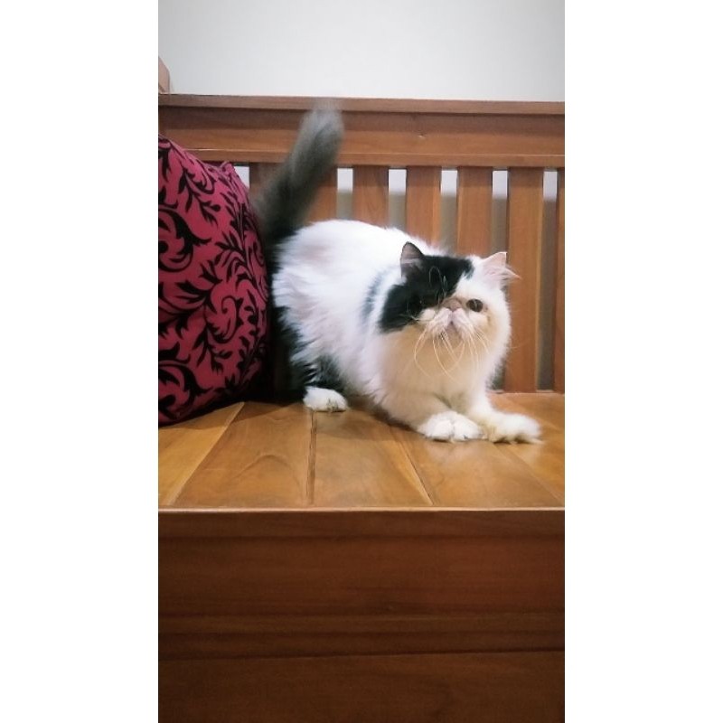 kucing persia peaknose longhair jantan proven dewasa