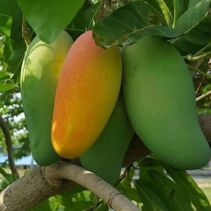 BIBIT / POHON MANGGA GOLEK OKULASI CEPAT BERBUAH