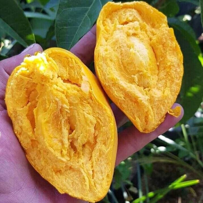 Bibit Sawo Mentega / Alkesa Hasil Cangkok