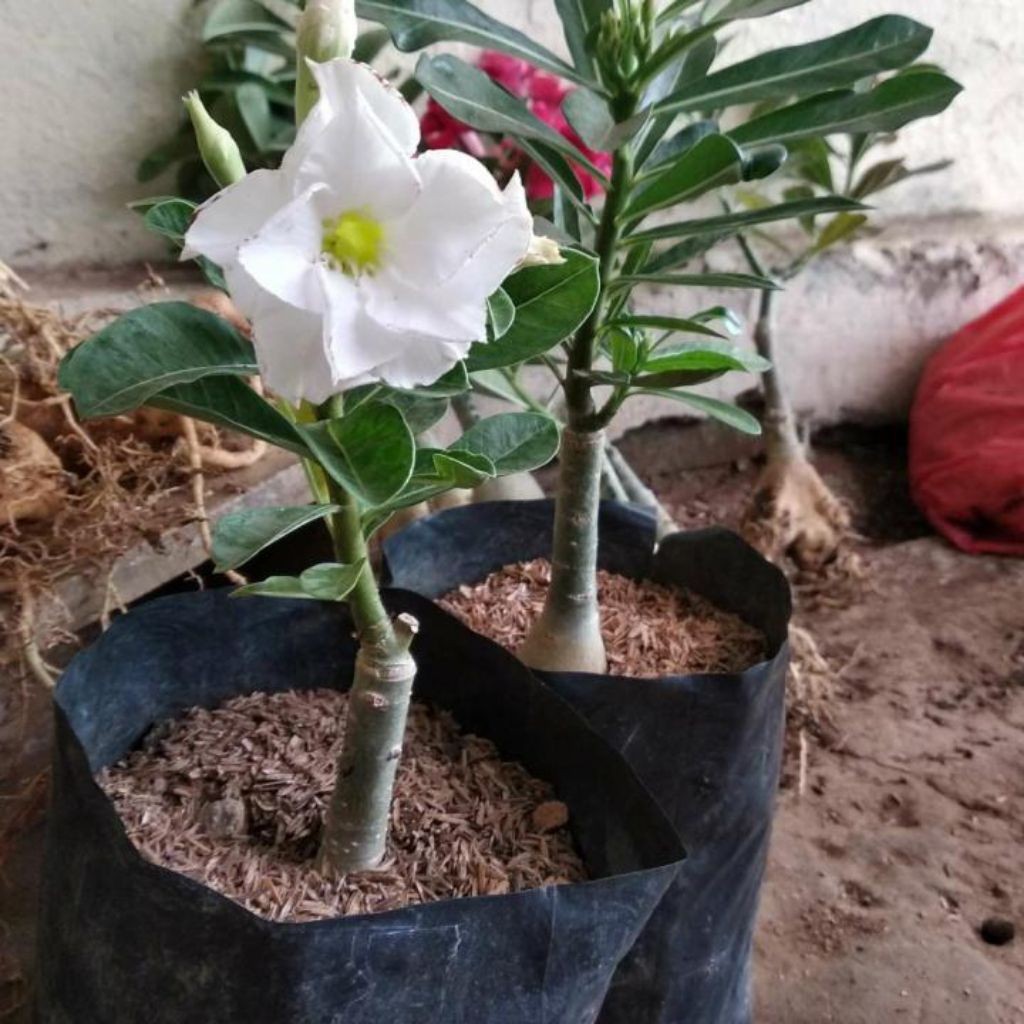 (PROMO) Bunga Kamboja Putih Salju Adenium Tumpuk White