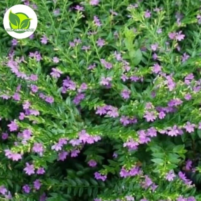 Tanaman hias taiwan bunga ungu-pohon taiwan bunga ungu