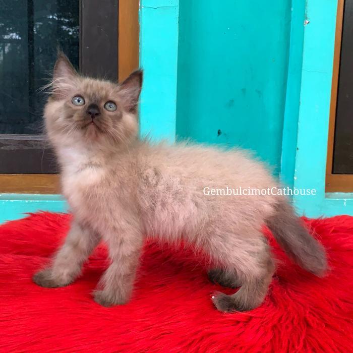 Kucing Kitten Himalaya Sealpoint Longhair - Sealpoint