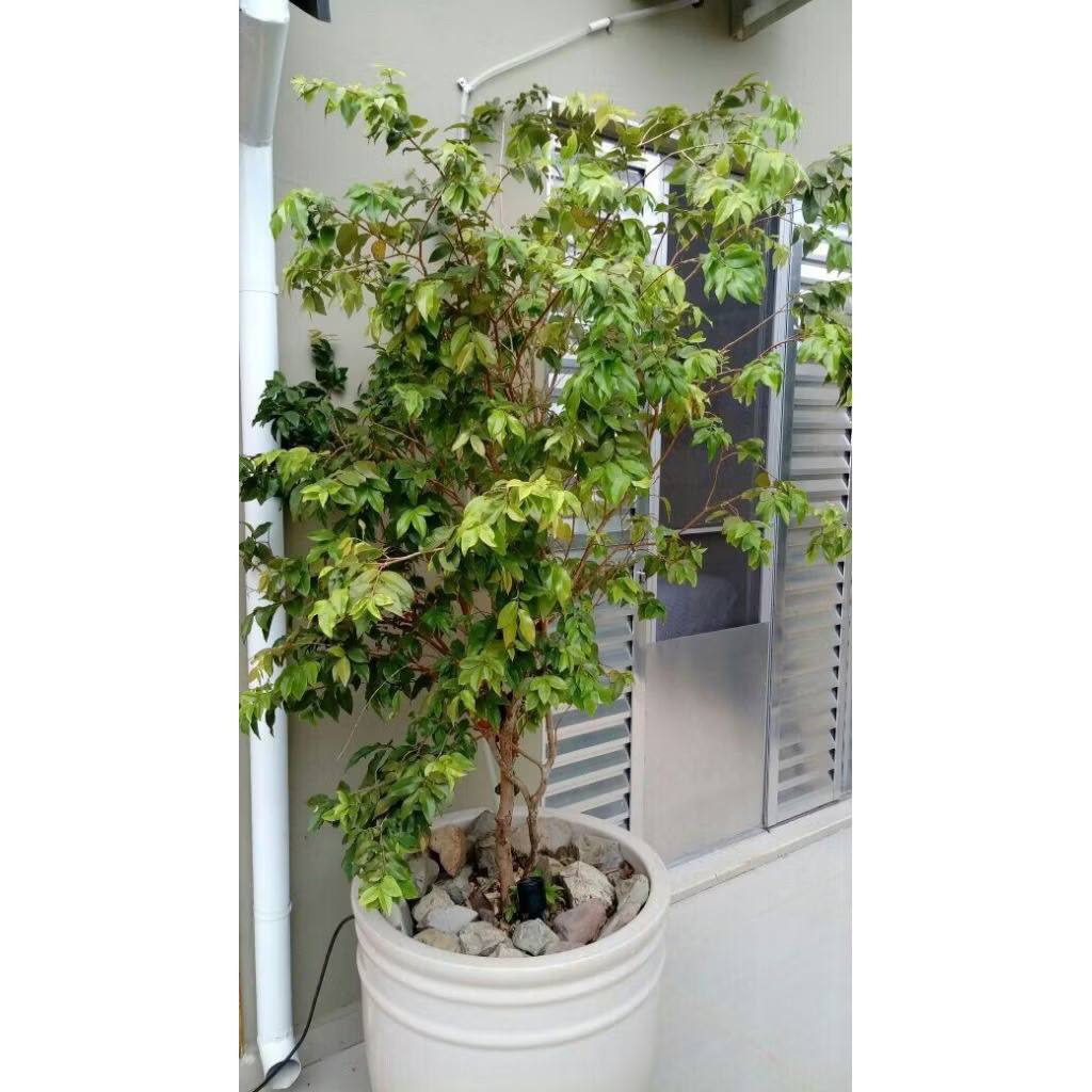 ( 1 Meter ) TANAMAN BUAH ANGGUR BRAZIL  1METER - TANAMAN BUAH DALAM POT ANGGUR BRAZIL JABOTICABAA