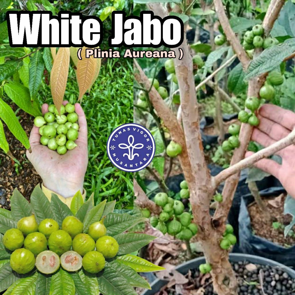 White Jaboticaba Aureana Anggur Brazil White Jabo Anggur Putih ( MAHAL LANGKA )