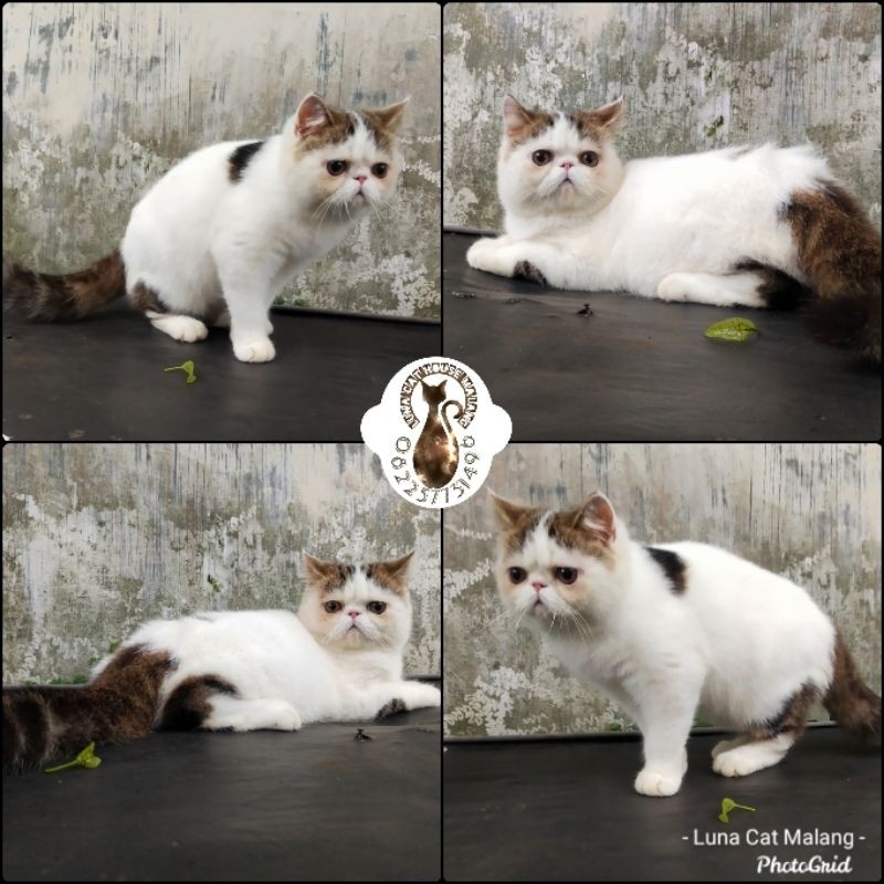 kucing exotic peaknose