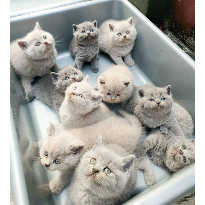 Anak Kucing British Shorthair Asli
