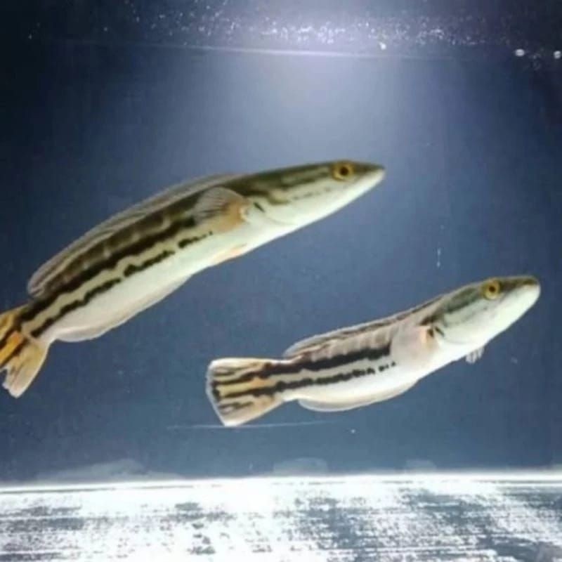 ( ISI 2 )Hiasan Akuarium Ikan Toman 9-11cm
