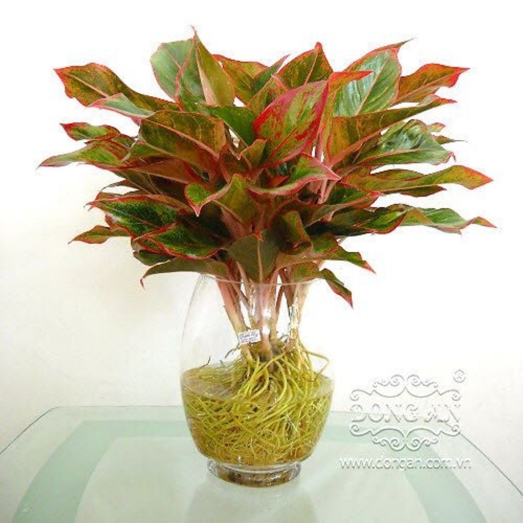 Tanaman Hias Mickey mouse Bambu Hoki hijau Bambu Hoki varigata putih Bambu Hoki varigata Kuning Jand