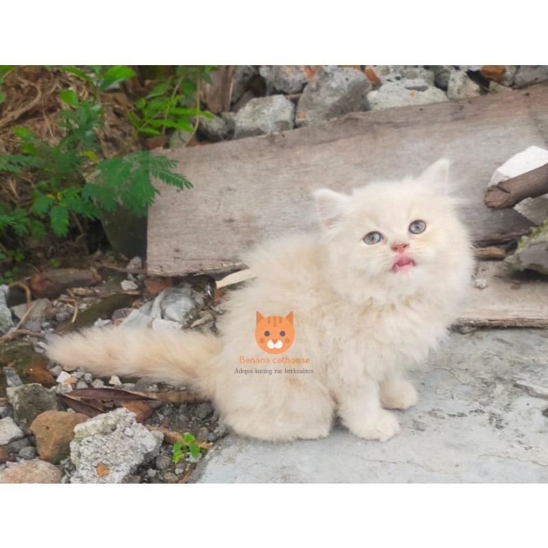 kucing krem longhair Munchkin lucu
