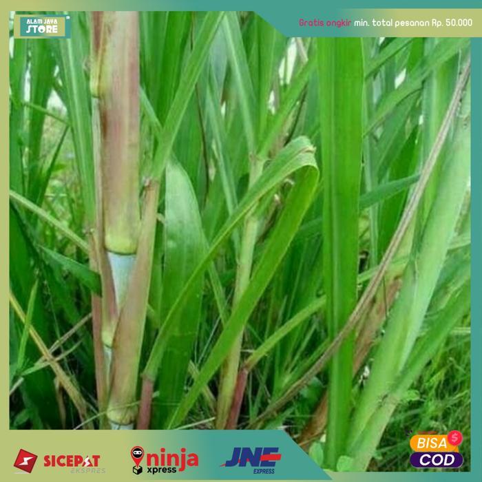 Bibit tanaman gajah/odot