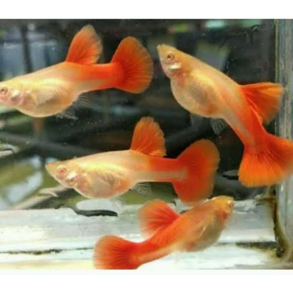 AKSESORIS AQUARIUM SEPASANG GUPPY AFR BDS