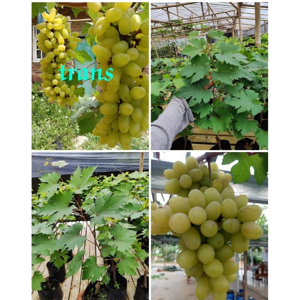 BIBIT ANGGUR IMPORT TRANSFIGURASI - TRANS HASIL GRAFTING BATANG BESAR SIAP BERBUAH