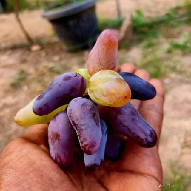 bibit anggur import garansi valid