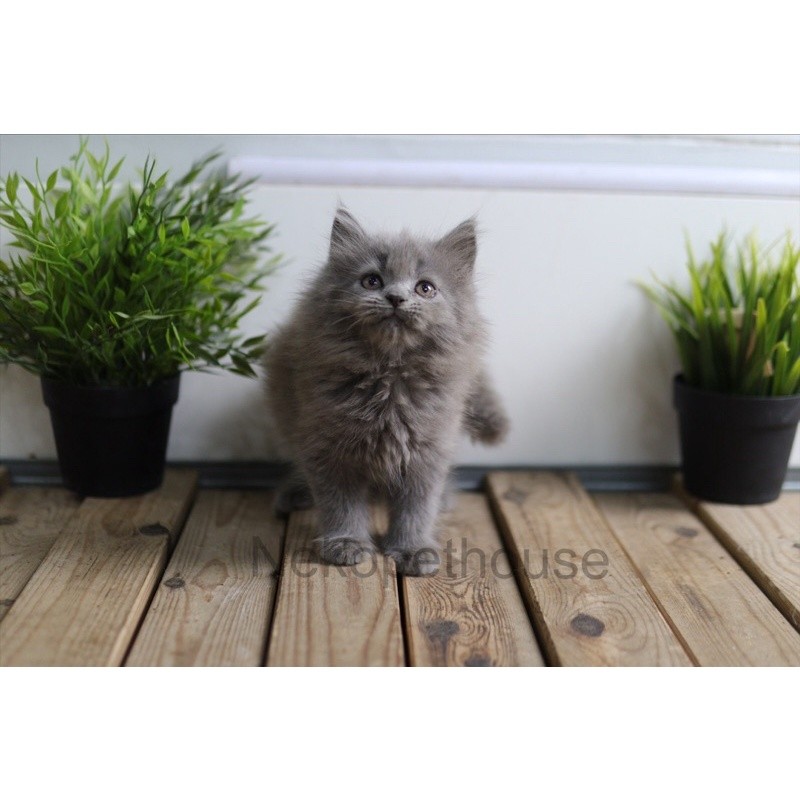 Kucing Kitten Persia Longhair Betina- Jantan 2.5 Bulan