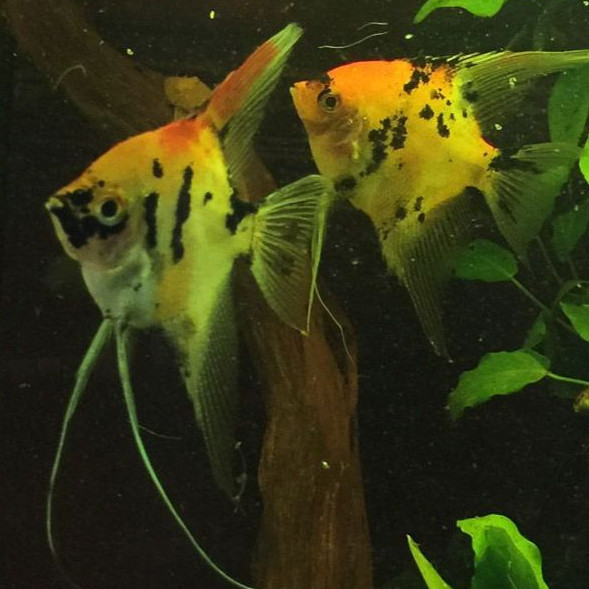 Ikan Manfish Red Devil - Ikan Hias Akuarium Body 3-4cm Panjang 6cm angelfis