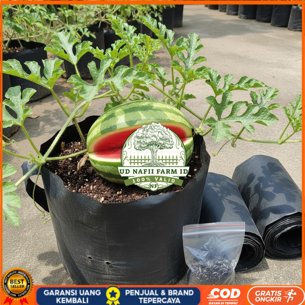 PAKET SIAP BERKEBUN 10 BENIH SEMANGKA INUL MERAH NON BIJI DAN BONUS  2 POLYBAG UKURAN 20 X 20 PAKET 