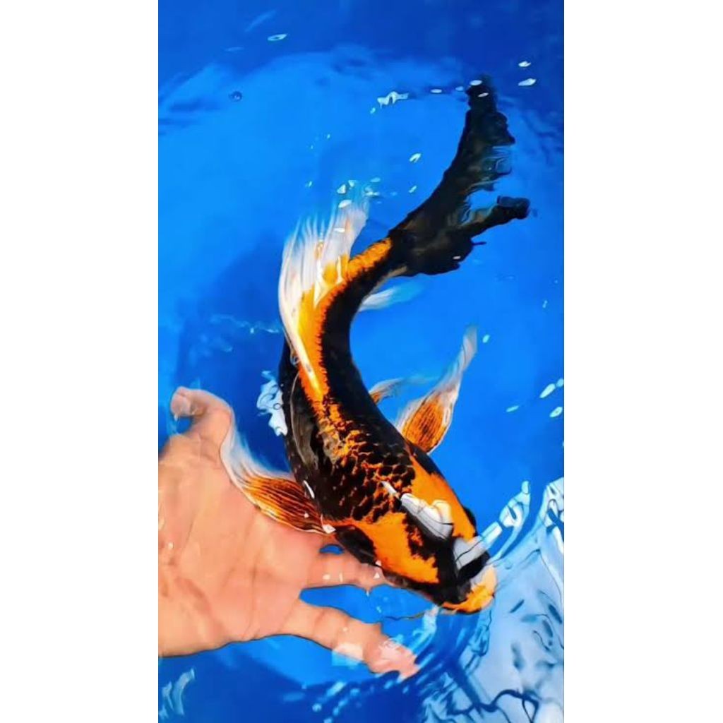 paket 1 pcs koi Kabuto slayer kumpay size 9_13cm  kwalitas terbaik/ koi Kabuto slayer