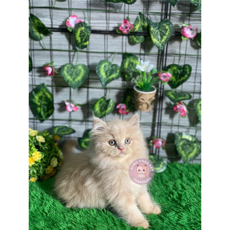 KUCING PERSIA MEDIUM FLATNOSE HIMALAYA LEPAS ADOPSI KUCING TANGERANG