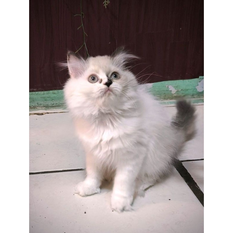 (BISA COD) KUCING PERSIA KITTEN/KUCING PEAKNOSE/KUCING PERSIA/KUCING HIMALAYA/KUCING ABU