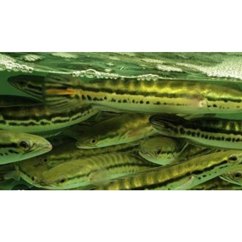 Hiasan Aquarium Toman Ikan Hias Sehat 13-15cm ID