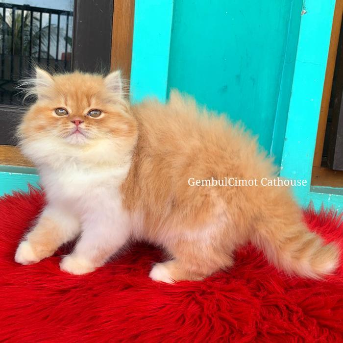 Persia Flatnose Bigbone Bulu Kapas