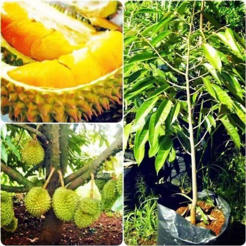 COD Bibit Durian Montong Super Cepat Berbuah