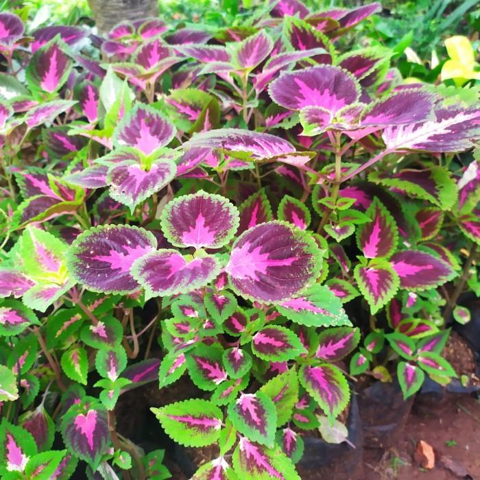 Tanaman Hias Miana - Miana Batik