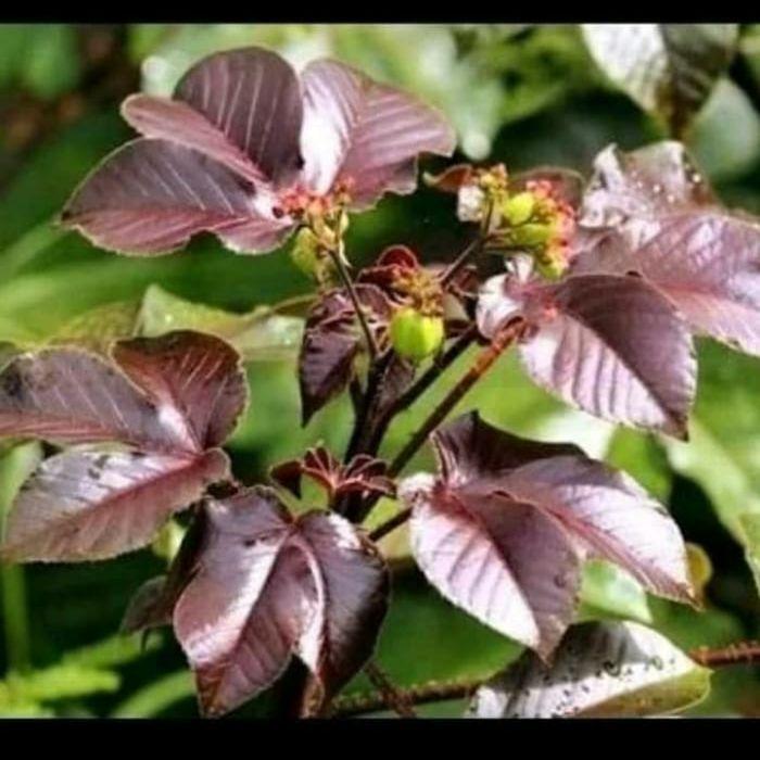 Daun jarak merah segar 1kg