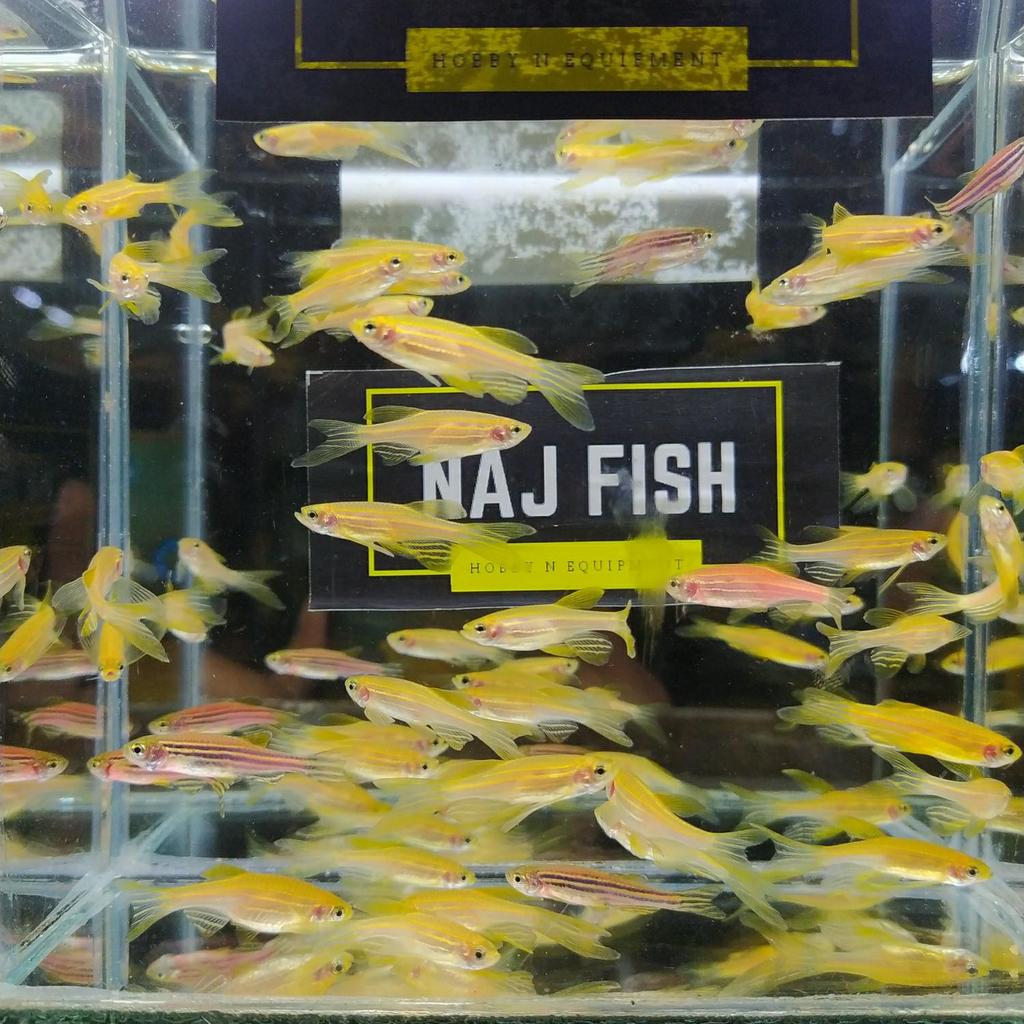 Khusus Instant Ikan Danio Yellow Slayer Keren Penghias Aquarium Aquascape Gojek Only