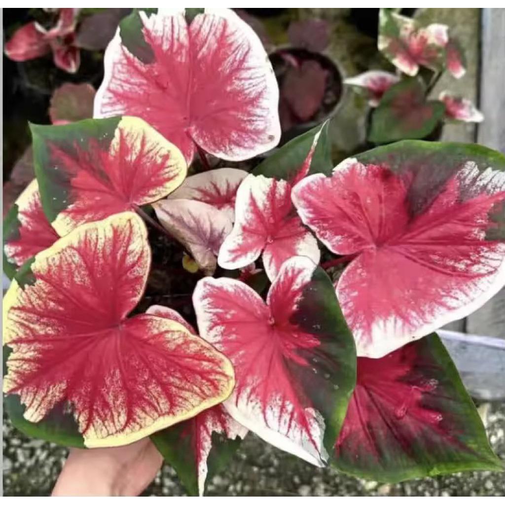 Bonggol Umbi Caladium thailand 006 Keladi