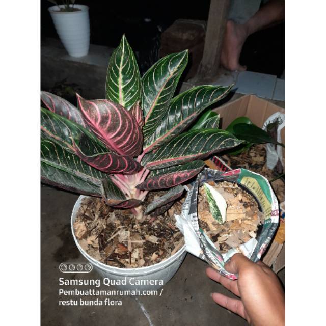 Tanaman hias aglonema red sumatera sumatra dewasa indukan