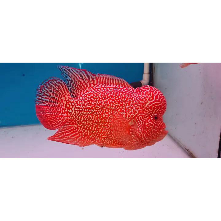 Shine Burayak Louhan GB Cencu size 3-5 cm