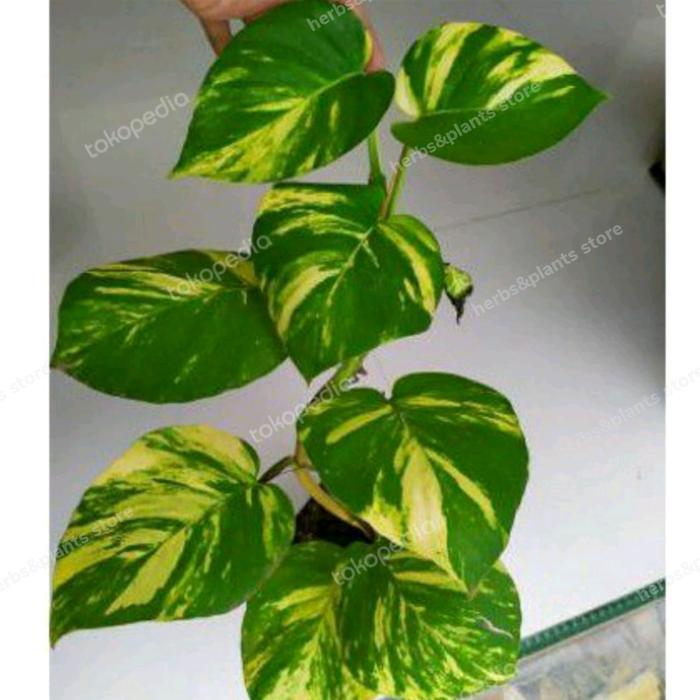 Tanaman sirih gading varigata jumbo
