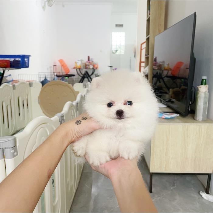 Jual anjing super minipom pomm