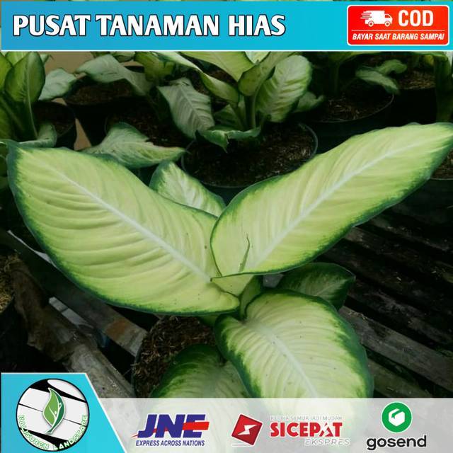 PROMO ( Bisa COD ) Tanaman hias diven susu / Tanaman hias blanceng diven