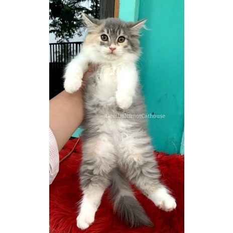 Kucing Kitten Persia Bigbone Betina Bulu Kapas