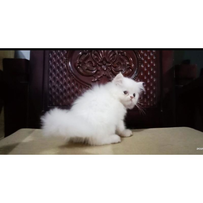 Kitten Persia Peaknose Jantan White Solid