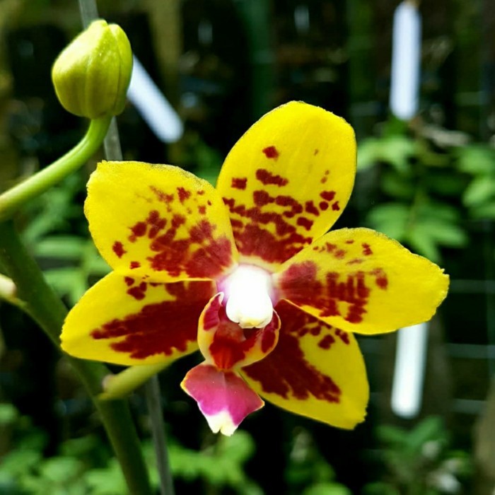 anggrek bulan yelllow bintik spike premium