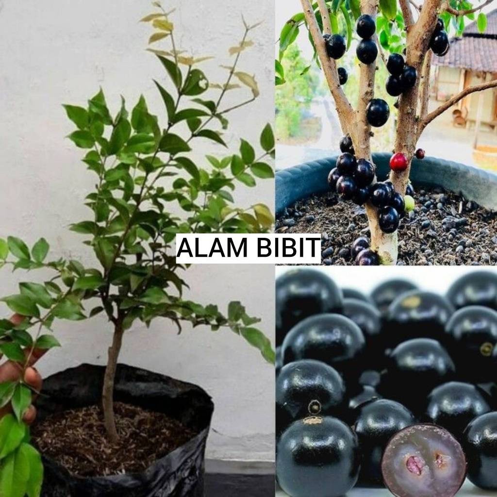 Bibit Anggur Brazil Super Okulasi Siap Berbuah