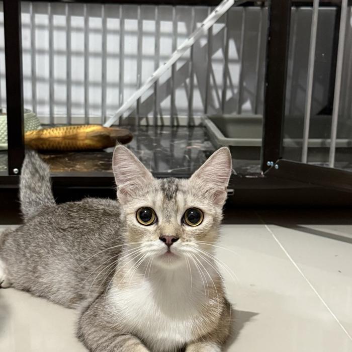 Kitten Kucing BSH Mix Exotic Shorthair X Persia