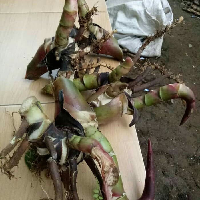 Bibit kecombrang - bibit combrang - bibit unggul .. "