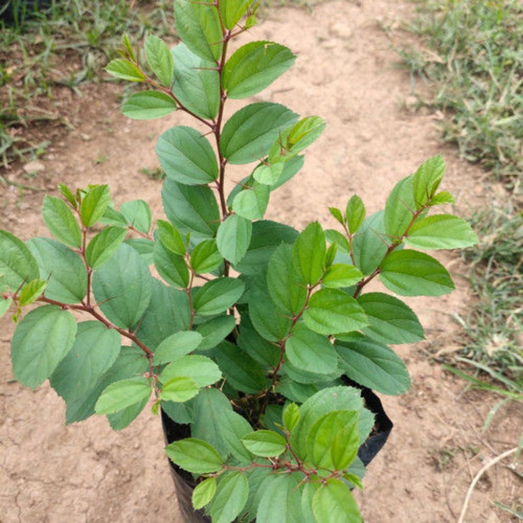 BISA COD POHON BIDARA ARAB//TANAMAN BIDARA ARAB