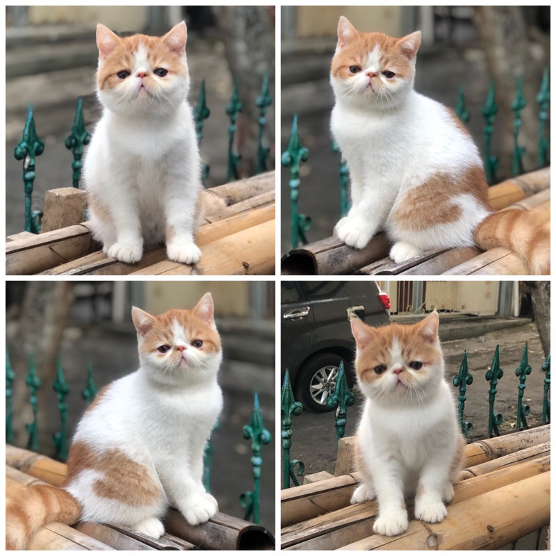 kucing exotic peaknose