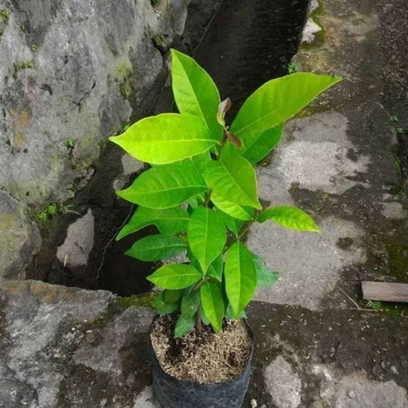 Bibit Pohon Daun Salam Tanaman / Bibit pohon salam / tanaman pohon salam / daun salam