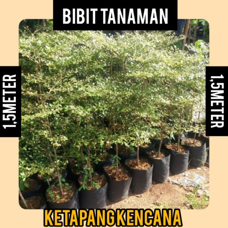 Bibit Tanaman Ketapang Kencana 1.5 Meter / Almond Madagascar