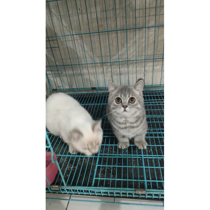 Kucing Bsh munchkin betina kitten blue taby